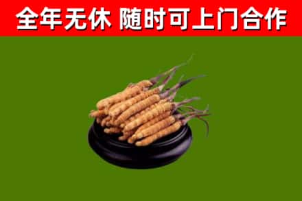 沁阳市烟酒回收冬虫夏草.jpg
